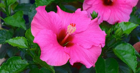 Sure, caterpillars look like worms. How to Grow Vibrant Hibiscus