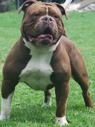 dogo argentino breeders canada. Dogo Argentino Resources