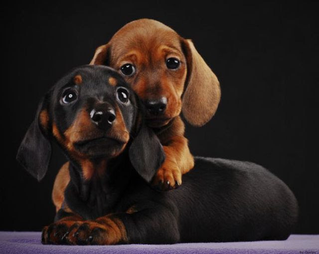 dog cat 8 10 Reasons Why Dogs are Better Than Cats 