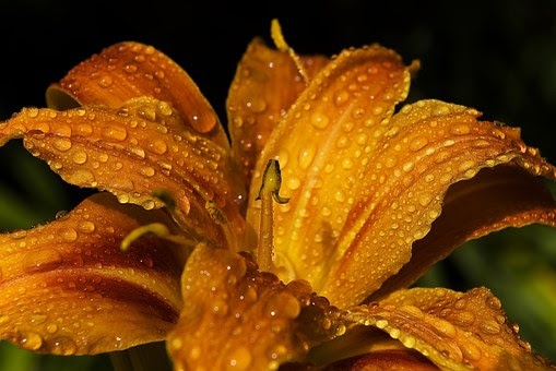 ユリの球根や根 葉には毒があるの 植物navi