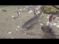 海水魚 飼育 カサゴ 600188-海水魚 飼育 カサゴ