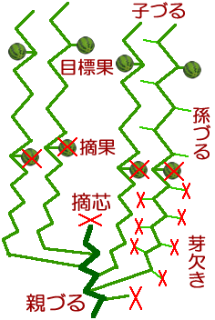 家庭菜園 スイカの育て方