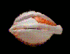 bigeye