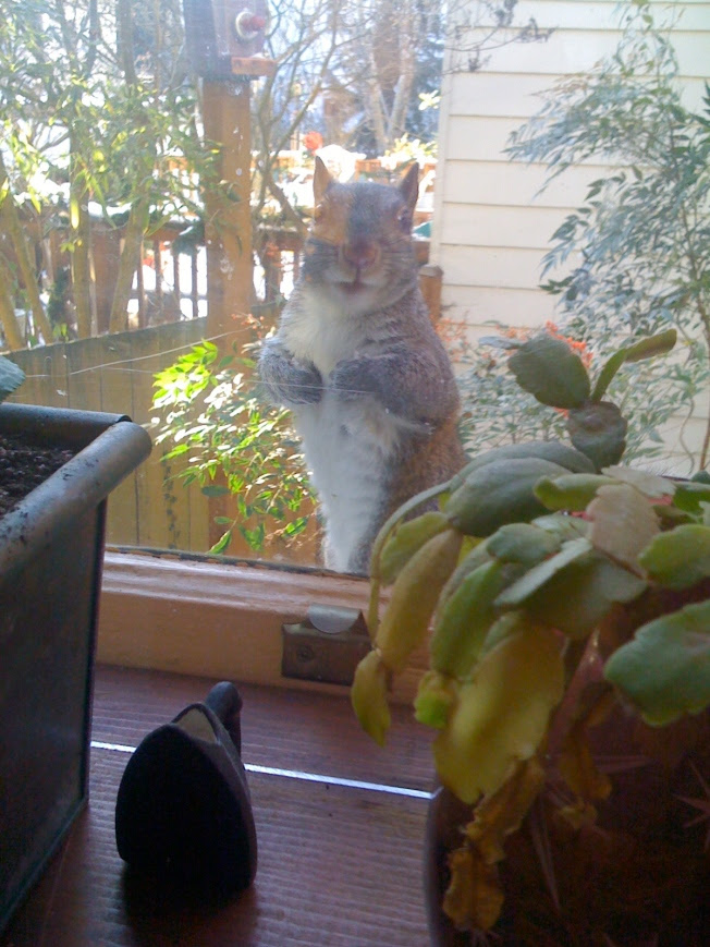 The squirrels are starting to watch us eat.