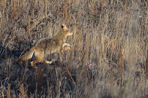 Coyote DSC_1600