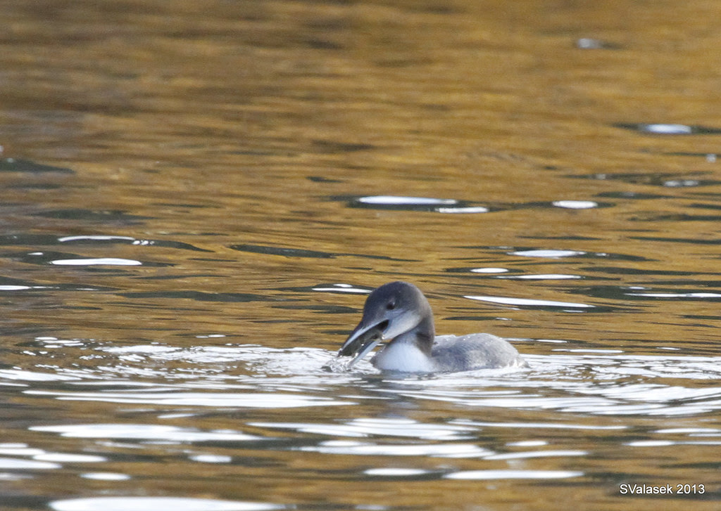 Common Loon