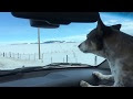 Dog in truck gets super excited to see a herd of antelope running on street