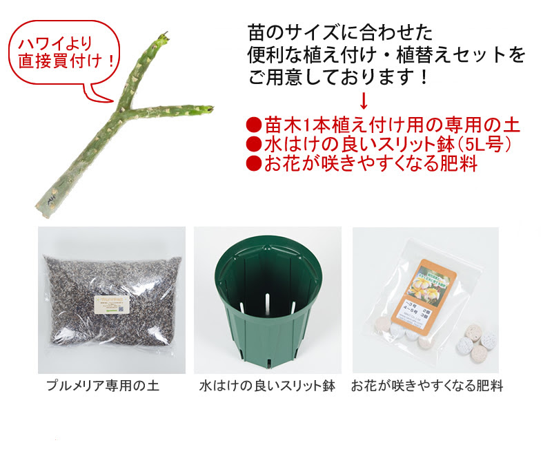 ハワイ産 プルメリア 通信販売受付 ハワイアン雑貨 プルメリアやハワイ植物の通販専門店 Lani Hawaii ラニハワイ