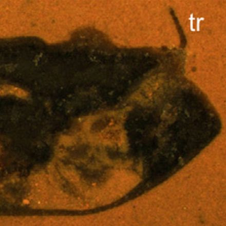 Our Six Favorite Parasites Discovered in 2015