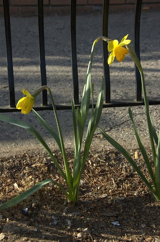 Cortelyou Daffodils