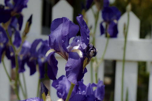 Frame 19 - 25 - Snap Dragon