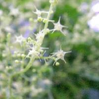はなq ウリ科 ウリ目 草花や樹木の図鑑
