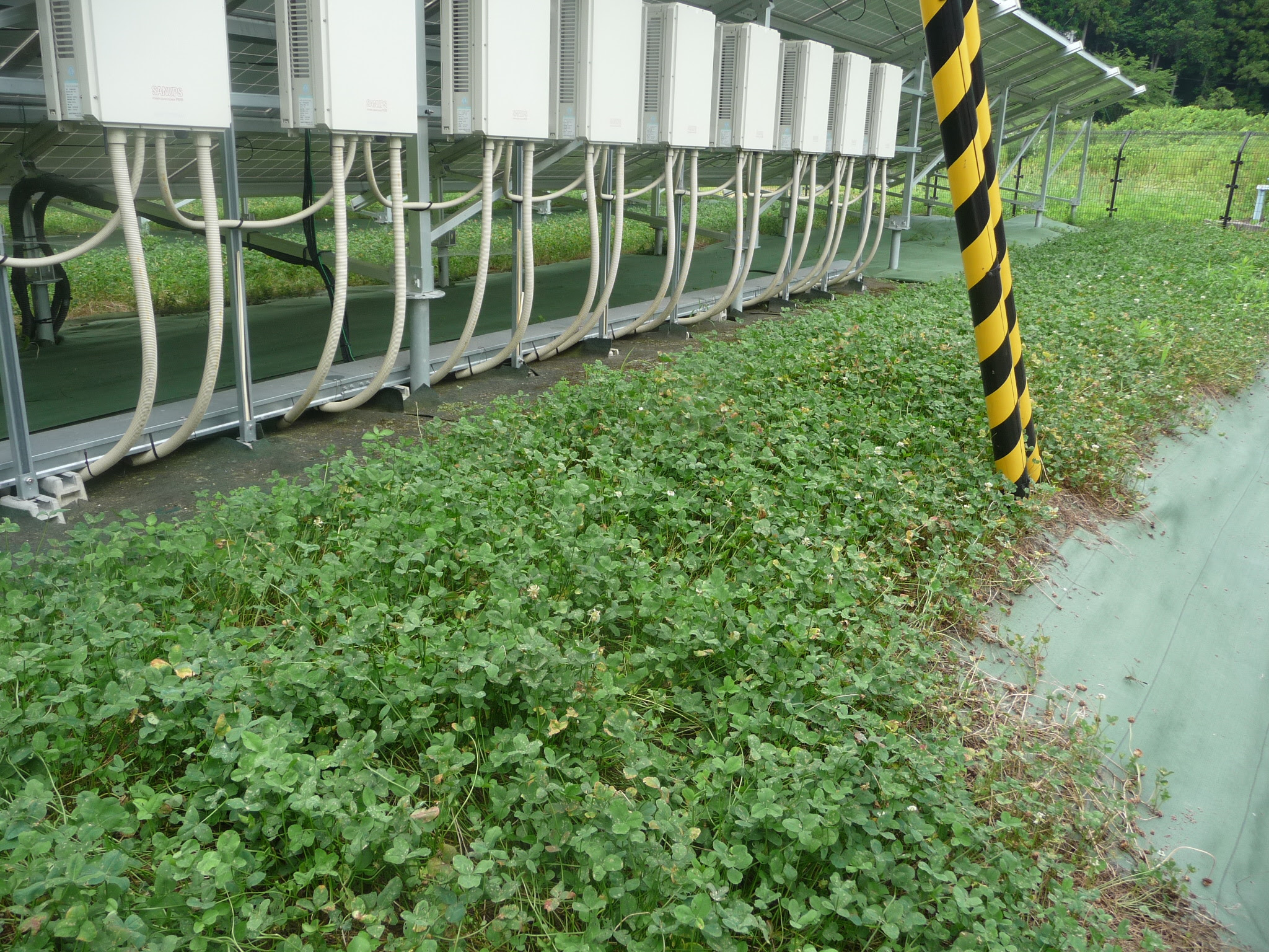 クローバーで防草対策 株式会社エネテク