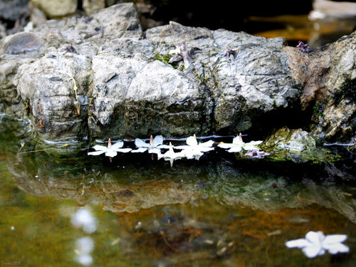 Wrightia religiosa - Mai chiếu thủy