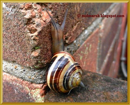 Snail