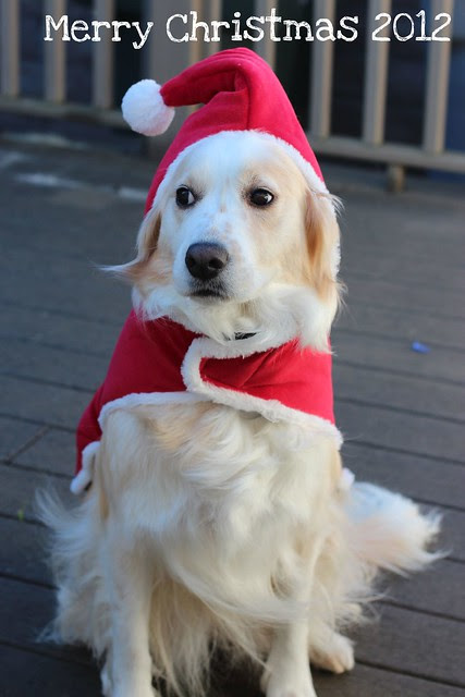 Cidney the Girl Dog - Christmas