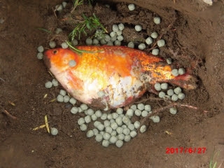 メス金魚の死 団塊親父の悠々 生活