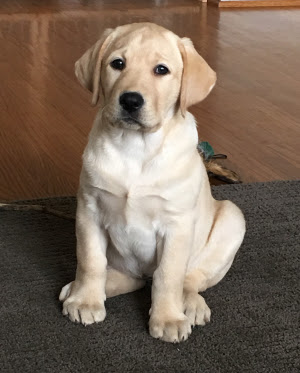 Breeders Of Labrador Retrievers In Mt Airy Maryland