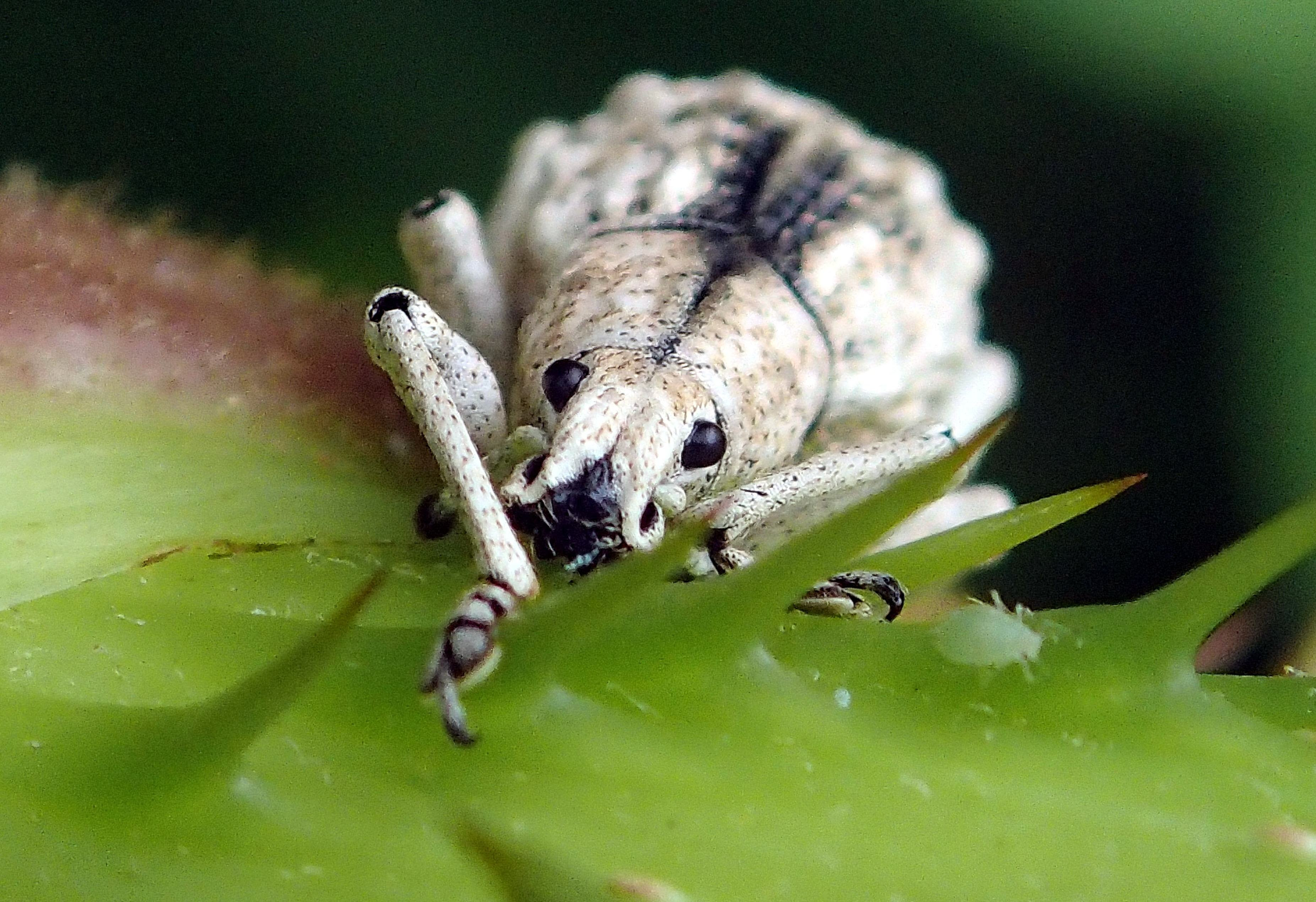 自然の詩 Tokunoshima タラの芽と白い虫