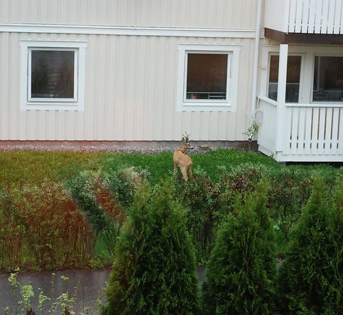 rådjur-sept08