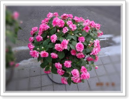 美しく咲き誇るピンクラッフル カリフォルニアローズ フィエスタ 巨大カリブラコア 小さな花宇宙 そして それから 老いふたりの小宇宙 楽天ブログ