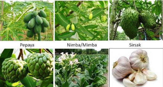 Pembuatan Pestisida Nabati a Kebun Rumahan Pembuatan Pestisida Nabati a Kebun Rumahan