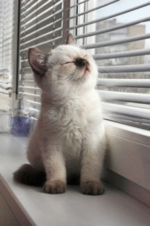 animated gifs