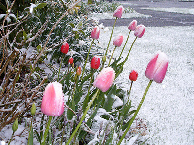 Snowy tulips