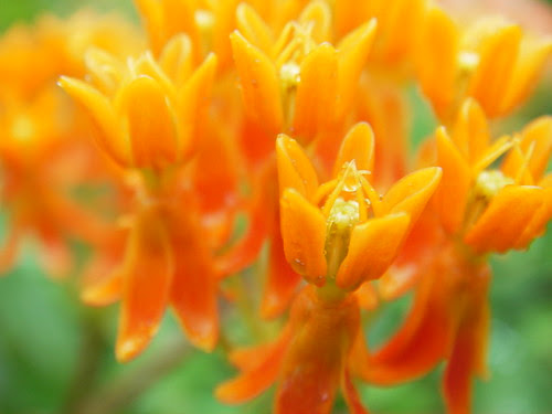 butterfly milkweed 2