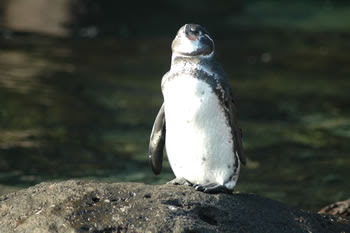エクアドル ガラパゴス諸島 世界の海からこんにちは ダイバーの為の現地情報