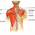 Lower Back Muscles List / Back Muscles Names And Diagram Science Trends : Back muscles, like any other muscle in the body, require adequate exercise to maintain strength and tone.