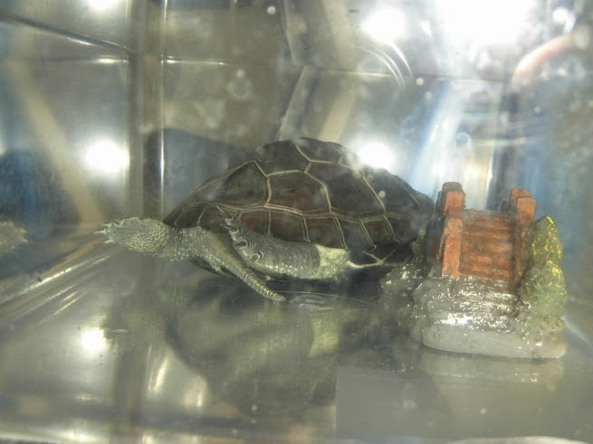 水槽だけじゃない カメさんのお部屋には種類がある わんにゃんうぇぶ ペットと一緒に暮らせる住まいが もっと身近になるように 住まいをよく知る不動産広告会社が所沢から発信