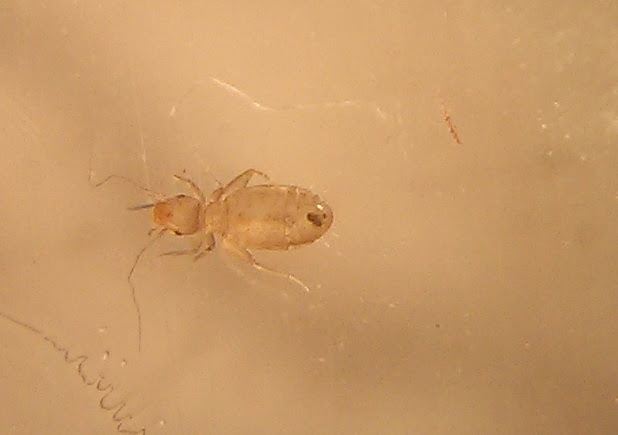 BUG ID NEEDED: bed bug or booklice? [a: book lice] Â« Got Bed Bugs ...
