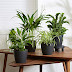 Piante Resistenti Per Interni : Stromanthe Pianta Da Appartamento Verdeblog : Ficus dall'aspetto tra le tante varietà di piante da interno.