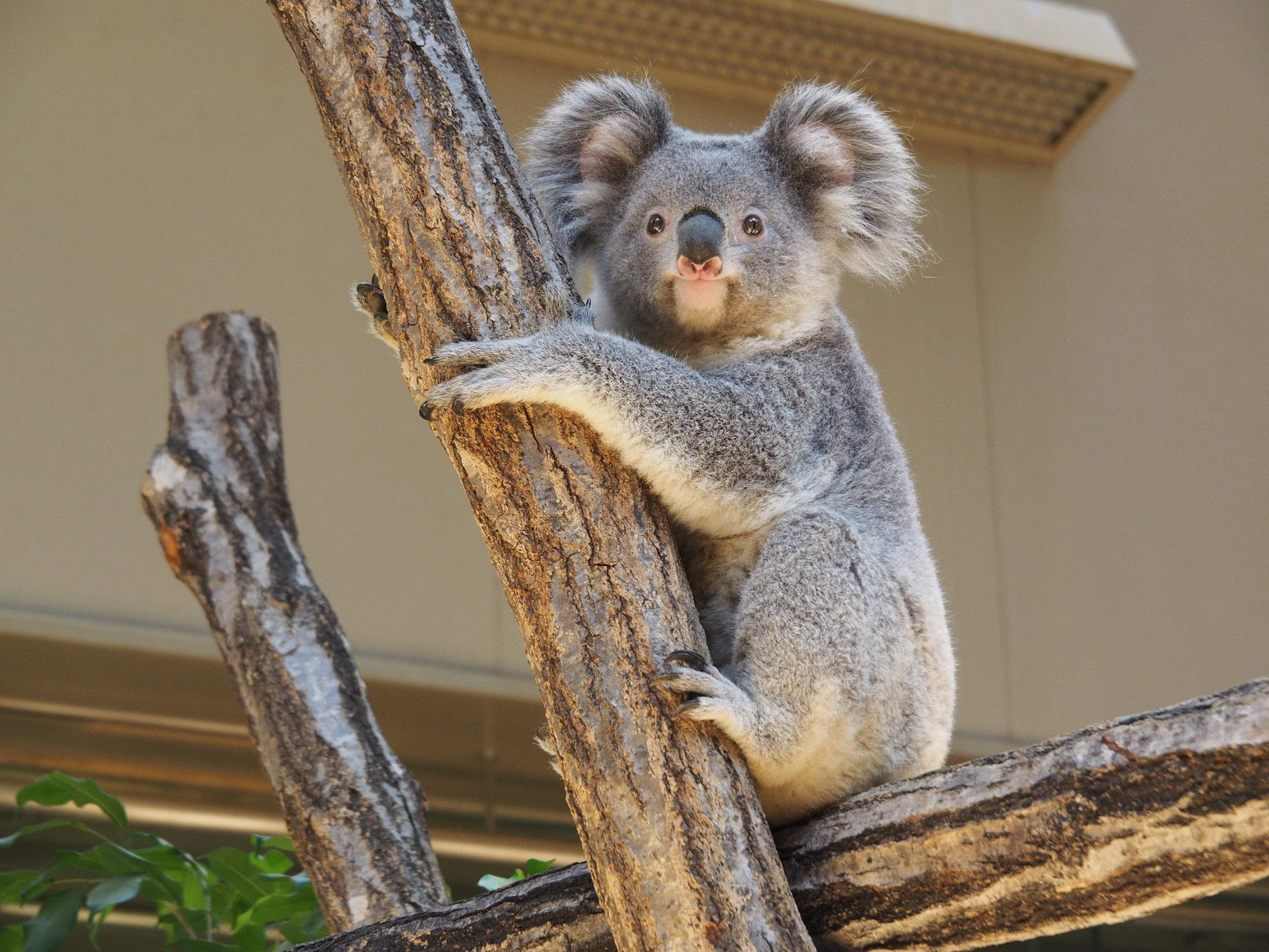 コアラ インディコ が転出します 新着のお知らせ 東山動植物園