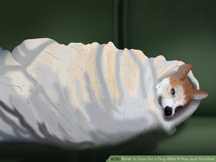 Care for a Dog After It Has Just Vomited Step 2 Version 4.jpg