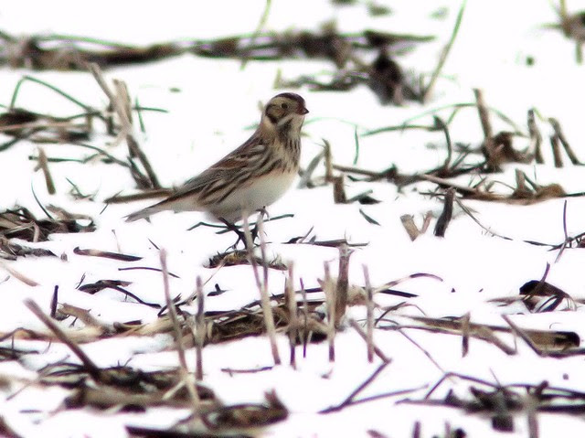 Lapland Longspur 20130228