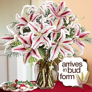 Amazon.com : Candy Cane Lilies - Online Flowers - Wedding ...