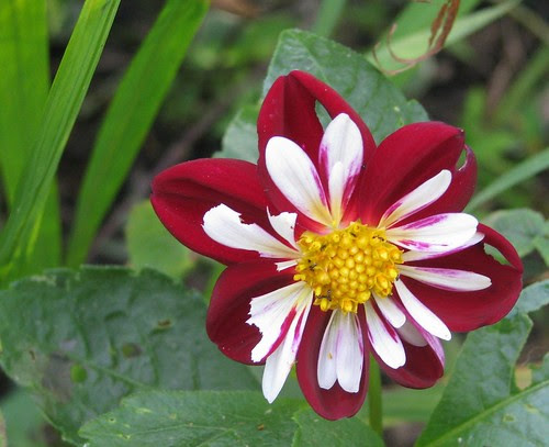 Dahlia