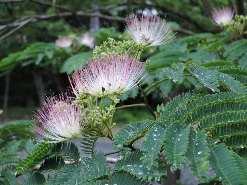 うわぁネムノキの花が 初夏の花１ 北茨城周辺の生き物