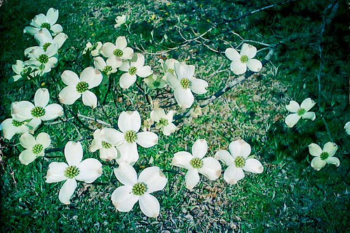 Dogwoods