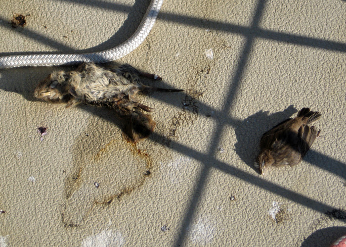 Roadkill on Deck
