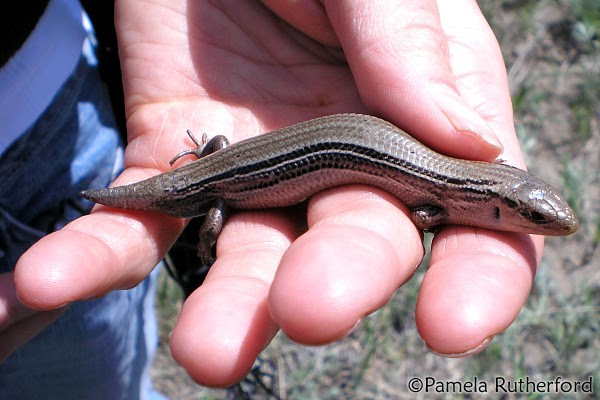 Image result for skink lizard diet