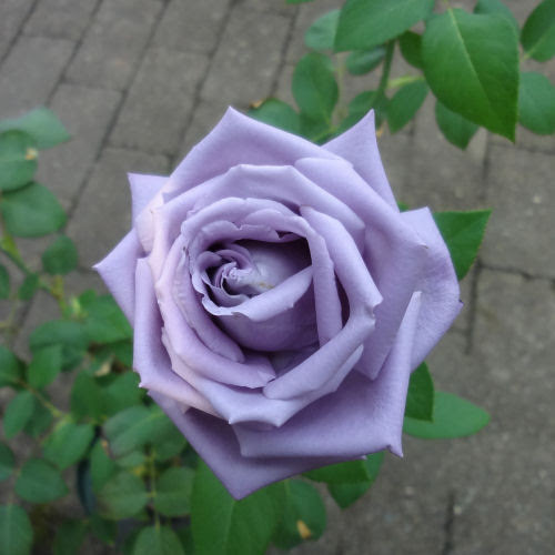 サントリーの青バラ アプローズ 切花種のバラ