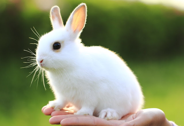 イラストも有り かわいいうさぎの高画質な画像まとめ 写真まとめサイト Pictas