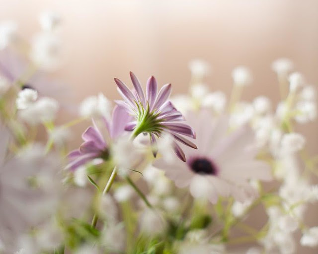 Flores y  Reflexiones