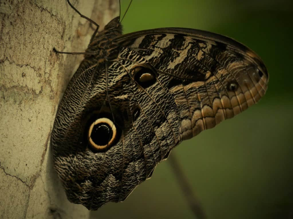 The Butterflies Of The Amazon Rainforest In Ecuador Shiripuno Amazon Lodge