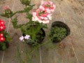 √完了しました！ バーベナ 宿根 種類 327041-バーベナ 宿根 種類