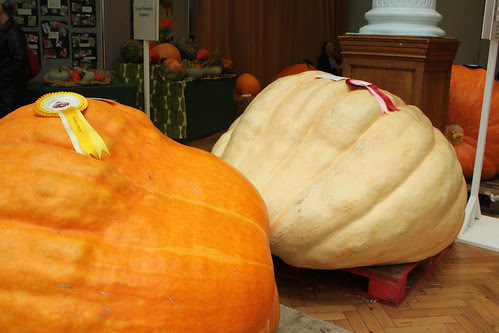 Giant pumpkins
