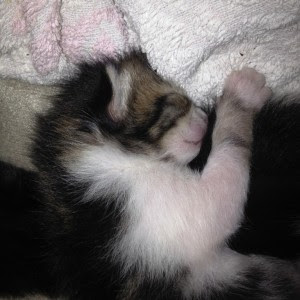 Bebe Chaton 1 Semaine Petit Ange Mon Chat Mignon Fr